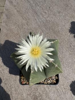 Astrophytum myriostigma nudum